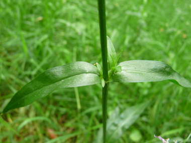 Feuilles lancéolées opposées. Agrandir dans une nouvelle fenêtre (ou onglet)